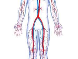 Circulation Veineuse / Jambes