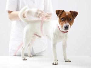 Minceur / Détoxifiants